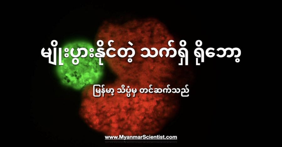 Xenobots တွေကို နောက်ထပ် သူ့လို သက်ရှိရိုဘော့တွေ ထုတ်လုပ်နိုင်အောင် ပရိုဂရမ် ပြုလုပ်လို့ ရပါတယ်